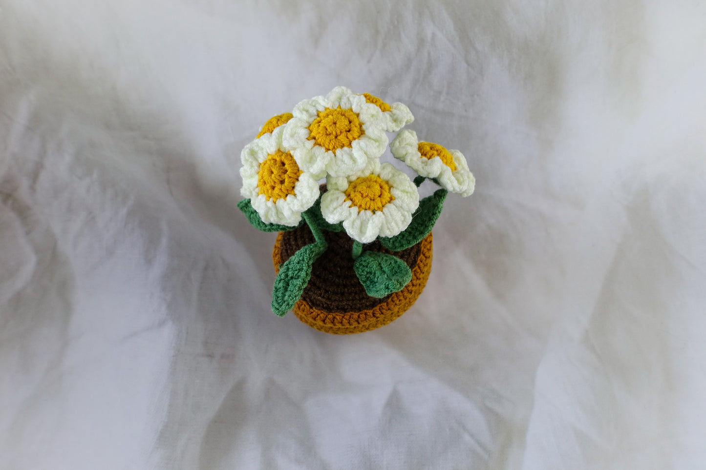 Daisy Pot Plant