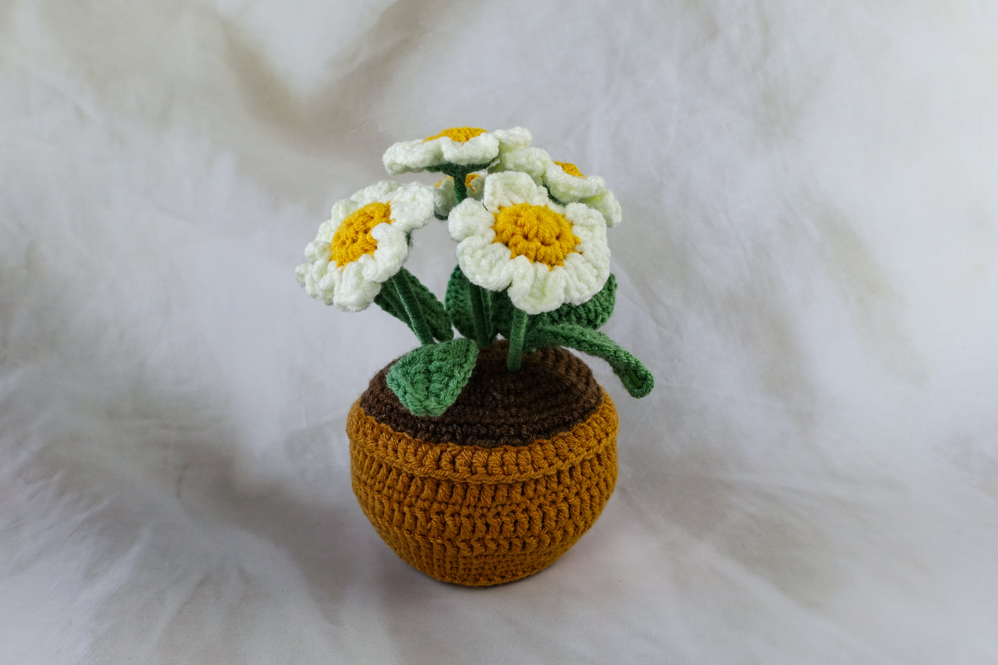 Daisy Pot Plant