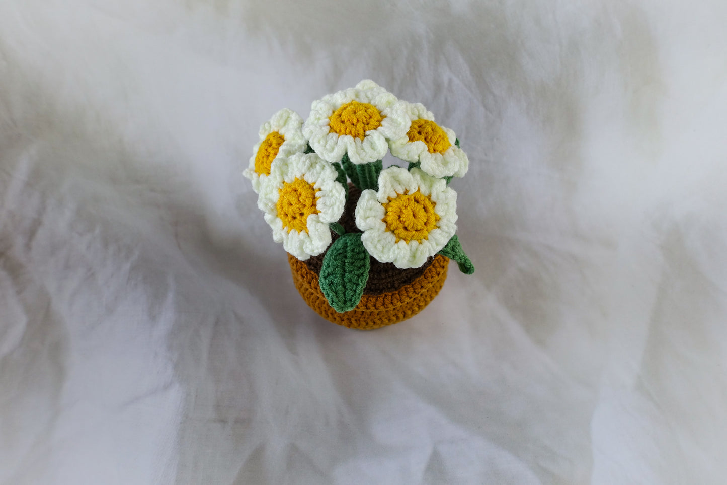 Daisy Pot Plant