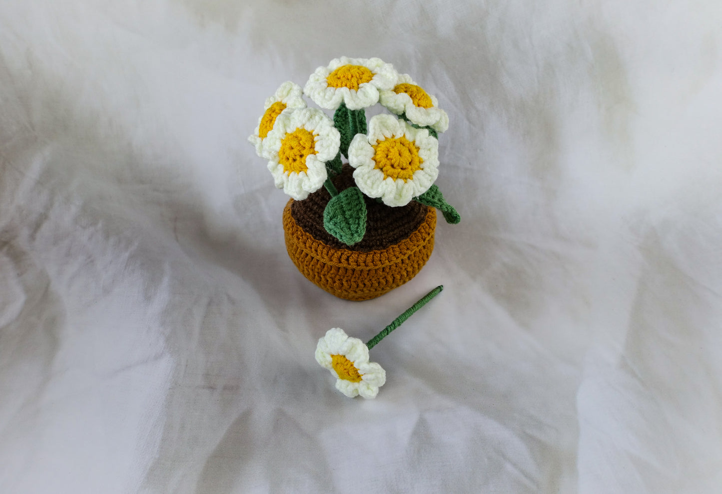 Daisy Pot Plant