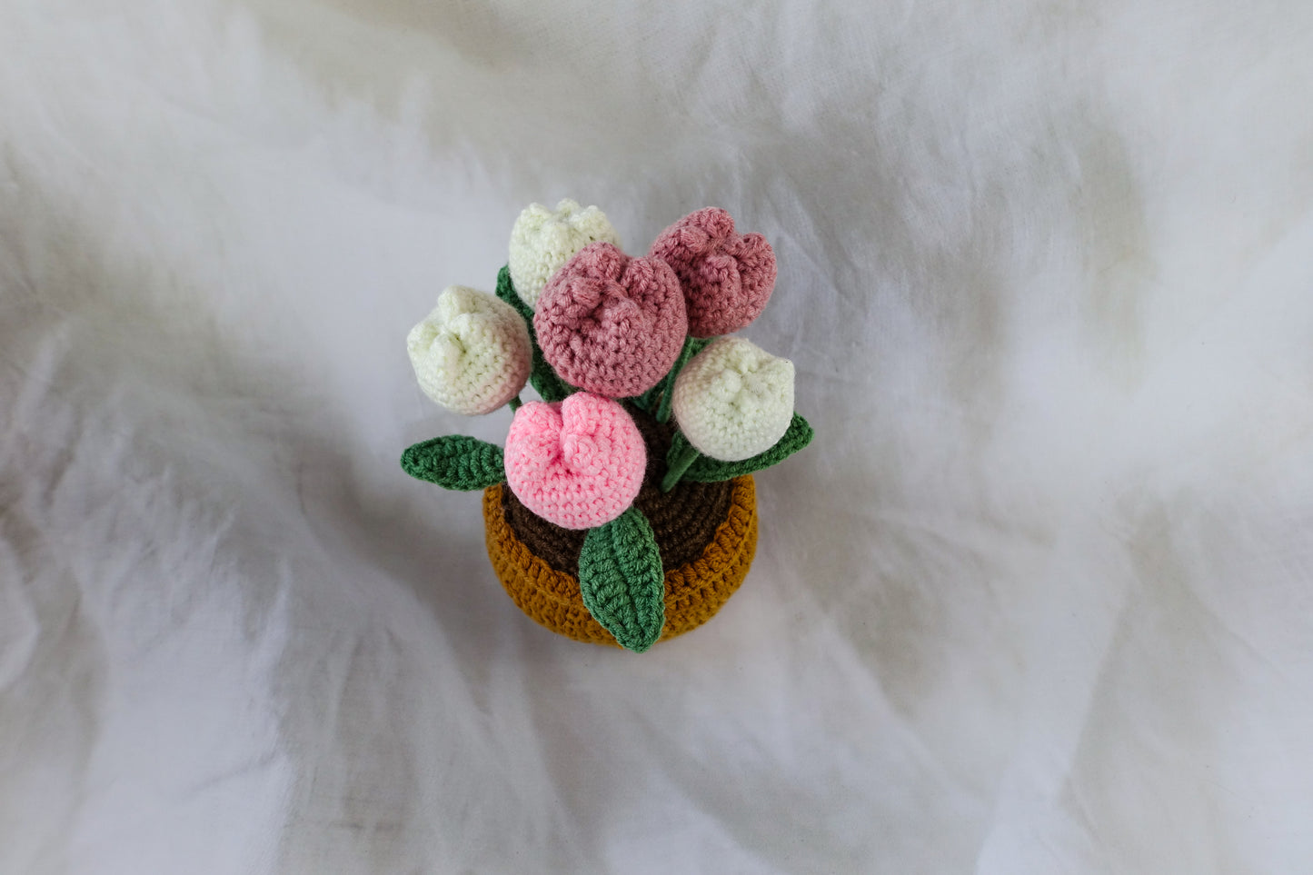 Tulip Pot Plant