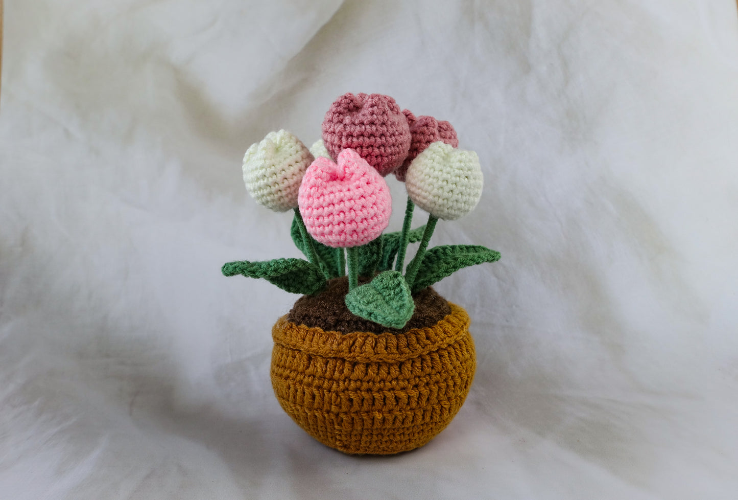 Tulip Pot Plant