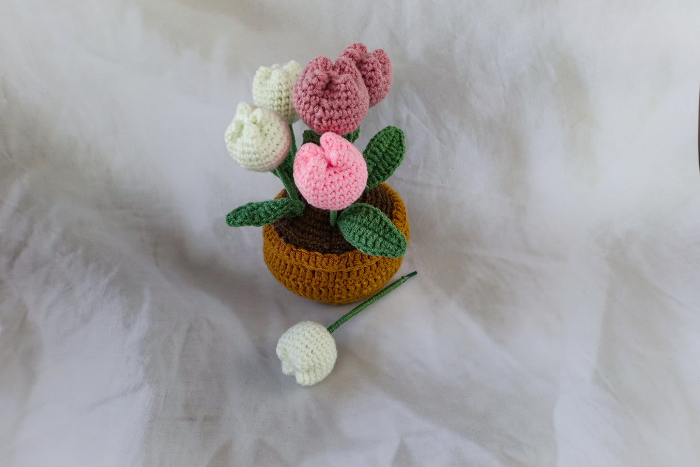 Tulip Pot Plant