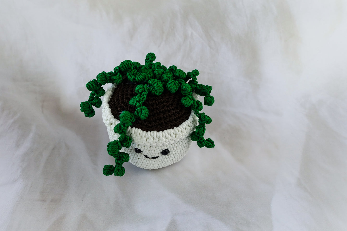 Alfred Cactus Pot Plant
