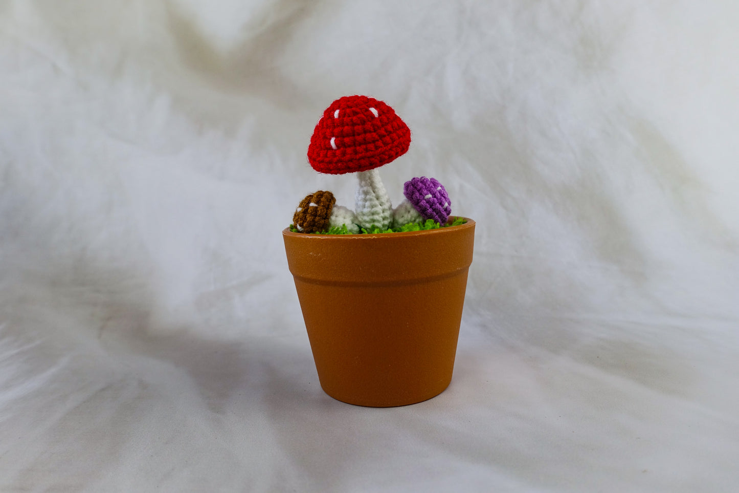 Mushroom Pot Plant