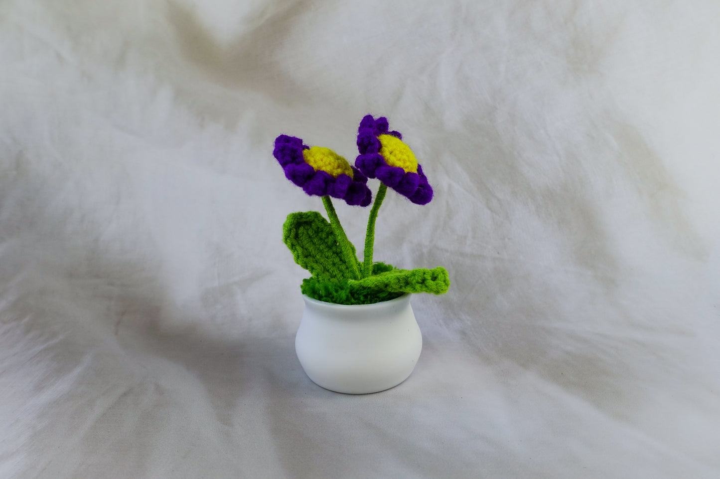Purple Daisy Pot Plant