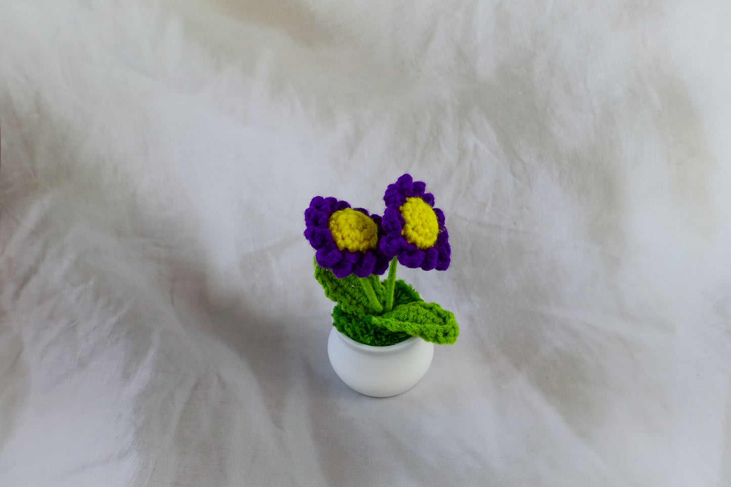 Purple Daisy Pot Plant