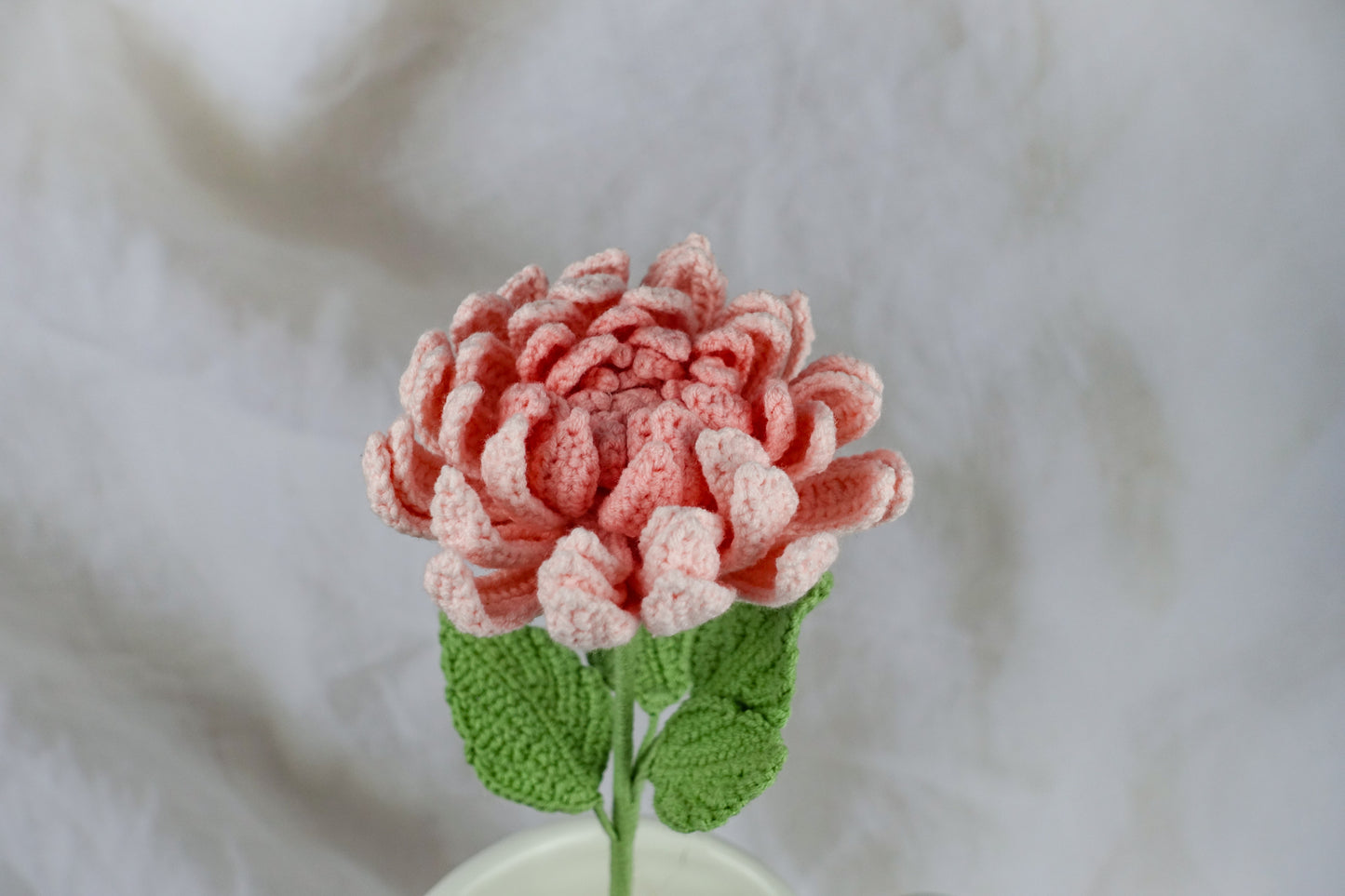 Dahlia- Pink