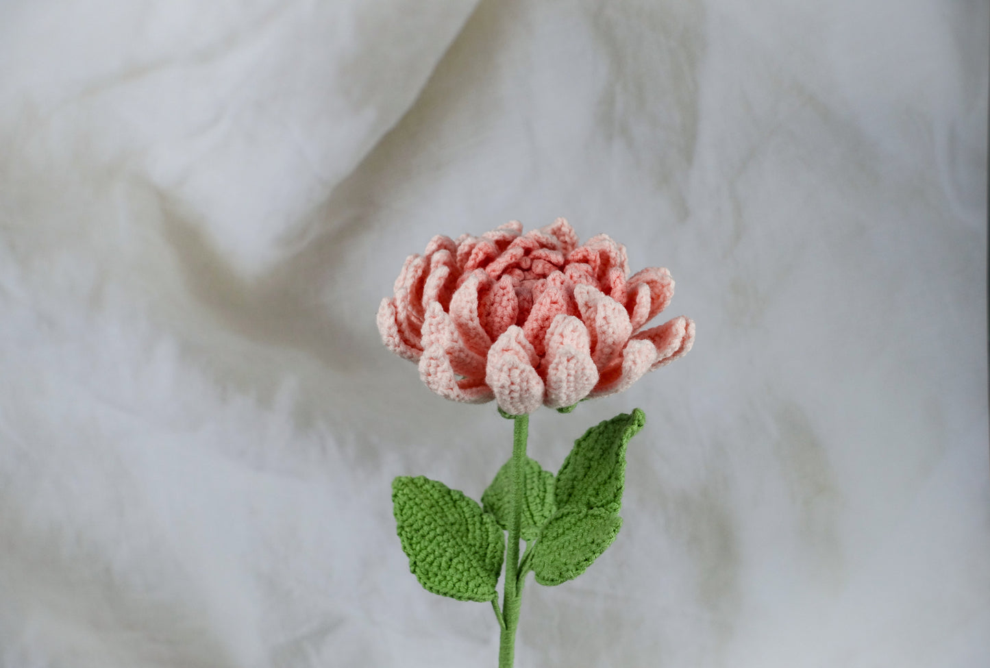 Dahlia- Pink