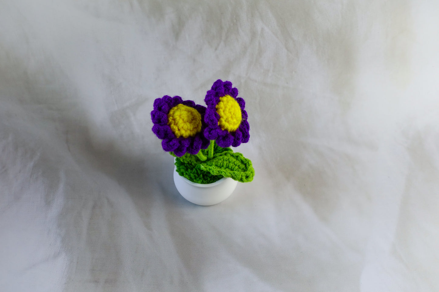 Purple Daisy Pot Plant